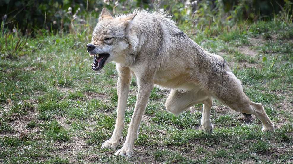 Predators come with two or more legs.