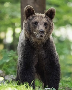 Yogi