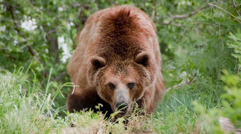 Critter Defense | An Official Journal Of The NRA