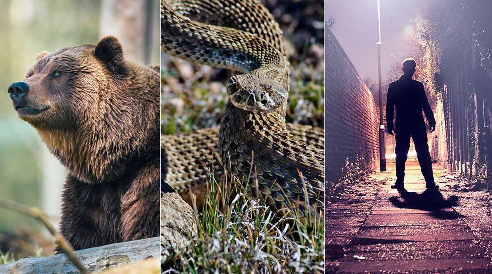 bear, snake, man graphic