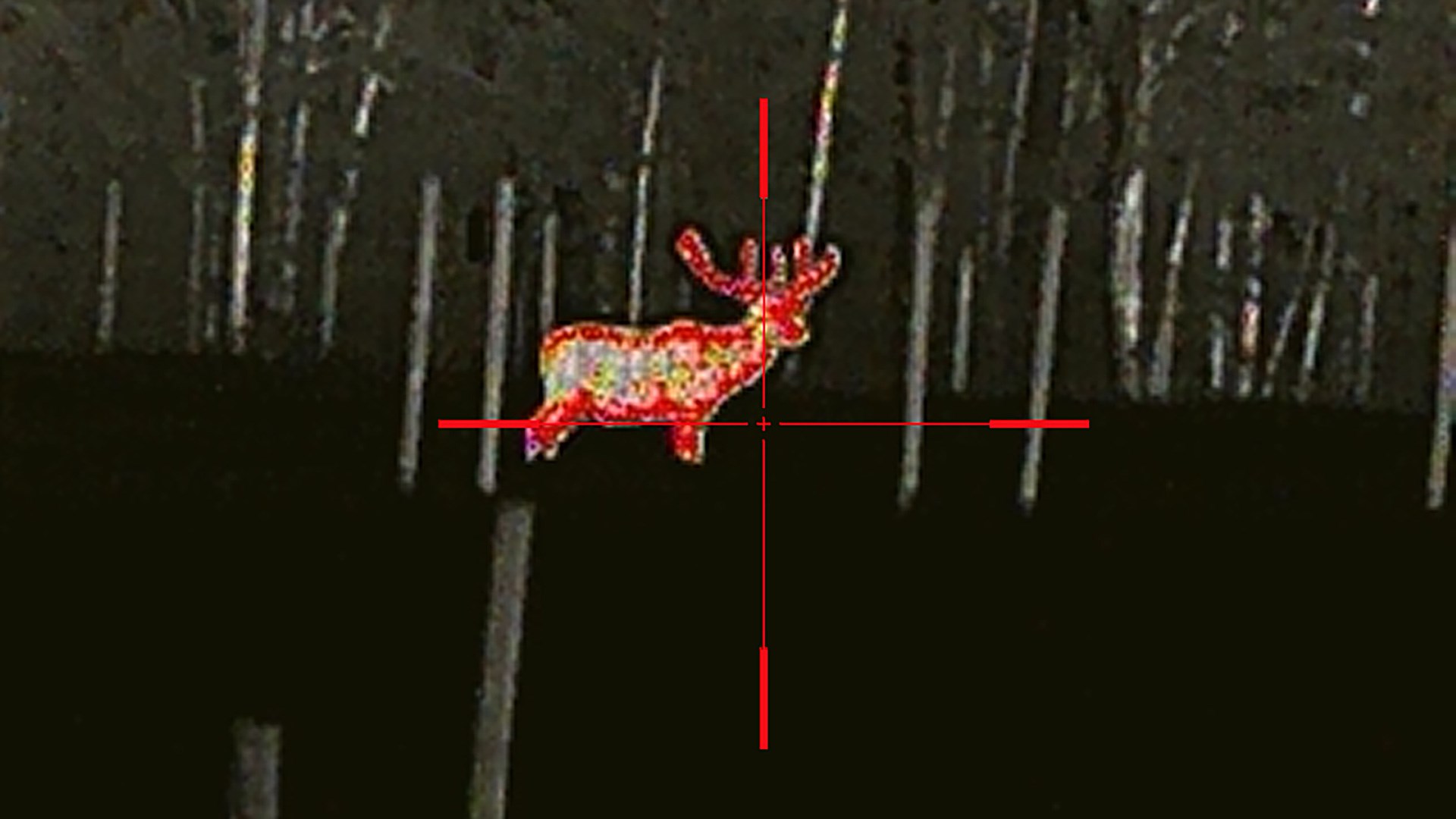 Elk in thermal sight