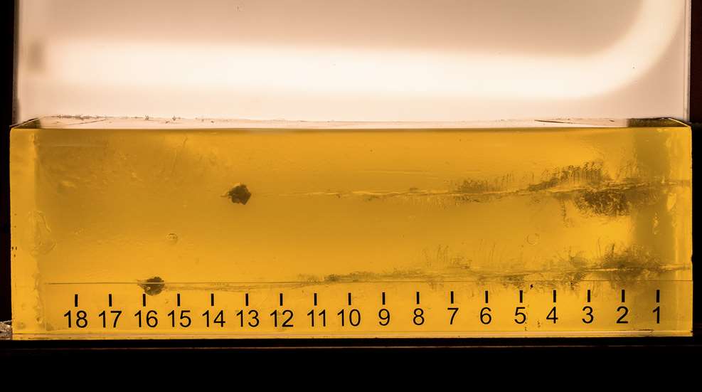 shot in ballistic gel