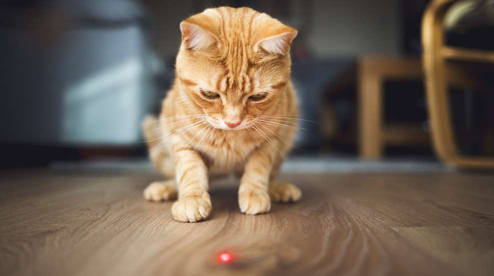 Cat looking at red laser dot