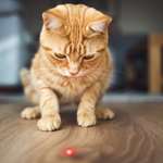kitten chasing a red dot