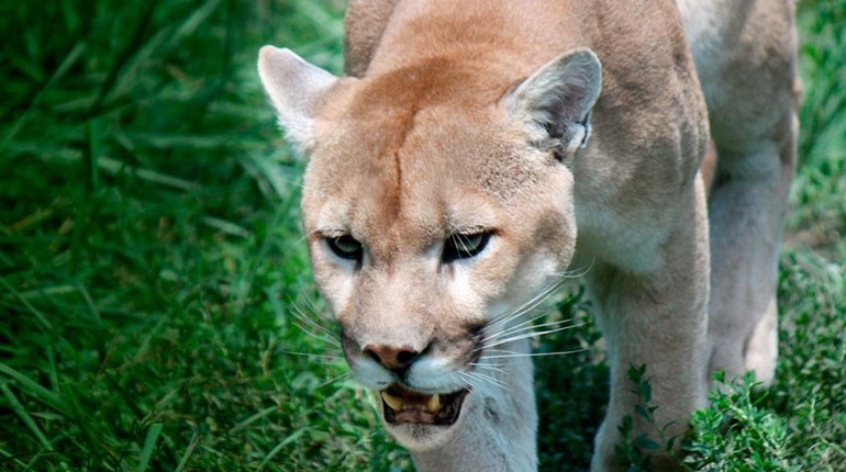 Surviving Animal Attacks: Get a Shotgun | An Official Journal Of The NRA